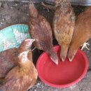 다미농원 이미지