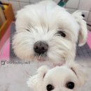 하니 그루밍( Hani Grooming) 네이버블로그