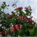 선녀와나무꾼 이미지