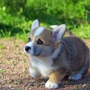 구로-구로-구로-1075 이미지