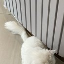 디아크동물종합병원 이미지