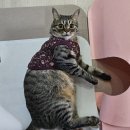 베스트 캣 | 만족! 예민한 아이부터 까다로운 아이까지 모두 잘 먹는베스트브리드 홀리스틱 캣 다이어트 내돈내산 후기