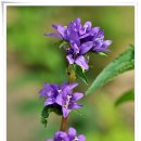 강릉목장 이미지