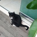 금미정