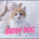 버디독 고양이분양 강아지분양 안심분양센터 인천점 이미지