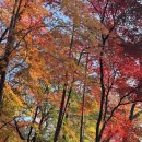 솔빛도서관 | 남산 하늘숲길 단풍 절정 알록달록한 가을 색감 맛집 산책코스 후기