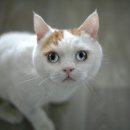 일산시티 동물의료센터 이미지