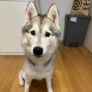 도그헬퍼 이미지