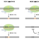유전자 교정하는 'RNA 유전자가위'의 정확성 높여...서울대학교 김진수 교수팀 이미지