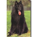 벨지안 쉽도그 (Belgian Sheepdog) 이미지