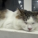 냥이는꿀꿀 이미지