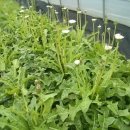 흰민들레농장 이미지