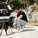 모던켄넬 이미지