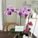 온도공방온아워 | 부산 호접란 상견례 화분 선물 당일배송 온아워플라워