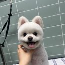 펫 달:리(Pet Dal:Li) 네이버블로그
