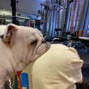 코카머슬로즈PT 이미지