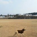 자룡