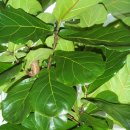 고무나무 (Rubber Tree)