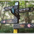 숲속나들이길 이미지