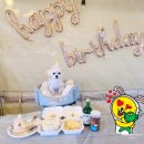 마미펫살롱 이미지