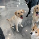 댕댕놀이터 이미지