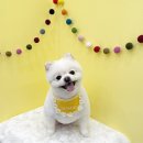 조아펫살롱 이미지