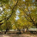 은행나무 농장 이미지