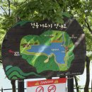 뒷골천 | 천흥저수지 금계국 개화상황 지금 딱 예쁜 천안 초여름 산책로