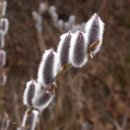 버들강아지 이미지