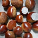 칠갑산 목장 이미지