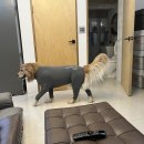 도그도마 이미지