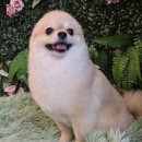 그루밍140 이미지