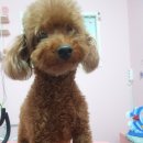 DOG LOVE WITH 란 이미지