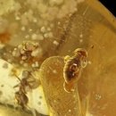 코팔(COPAL)