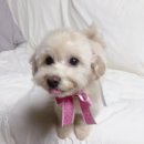 댕댕이묭실 이미지