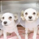우남동물병원 네이버블로그