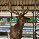 양지단비사슴농장 이미지