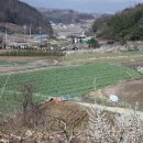 낙동강 유채단지 이미지