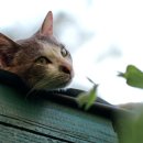 위례S동물의료센터 이미지