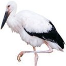 한국동물번식센타 이미지