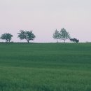 단아농장 Daum카페