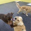 댕교오겠습니다 이미지