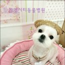 광명시티동물병원 이미지
