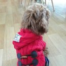 루이애견 이미지