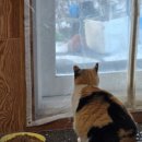 삼순이비어 이미지