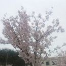 신녕공설시장 | [2017.4.9-4.11]경상북도 경산시,영천시,청도군 (4.9)