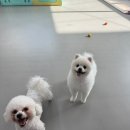 바로펫살롱 이미지