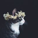 꽃냥이 이미지