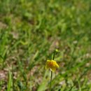 명품소나무길 이미지