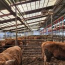 수리한우농장 이미지